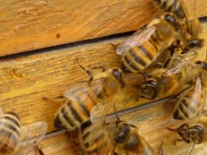 В Томской области пчеловодам предоставили интерактивные карты сельхозполей