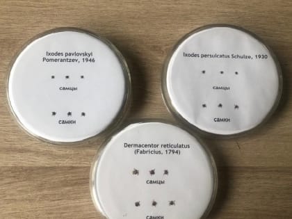 3 вида опасных для человека клещей обитает в Томской области