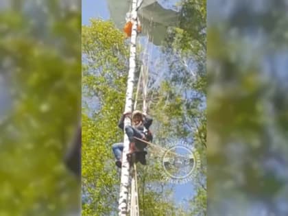 Томская парашютистка застряла в ветках дерева при посадке в д. Головино