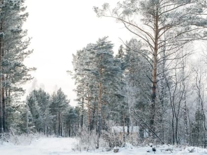 Жителя Томской области задержали за незаконную рубку леса