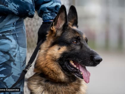 Три северчанина получили длительные сроки тюремного заключения за сбыт наркотиков