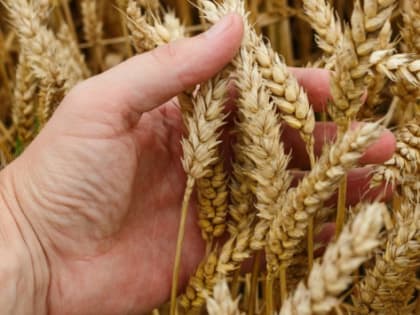 Томская область получит 36 млн рублей на поддержку производителей зерна