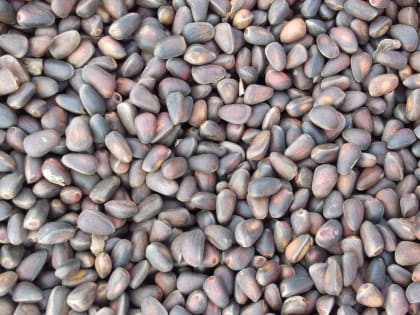 Томская область стала главным поставщиком кедрового ореха в 2022 году