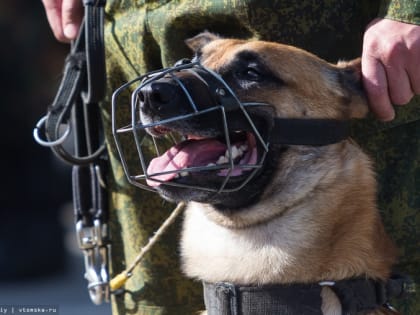 Власти: корпус ТУСУРа проверяют из-за сообщения о минировании