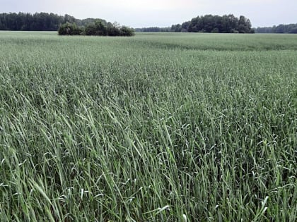 В Томской области началась заготовка кормов