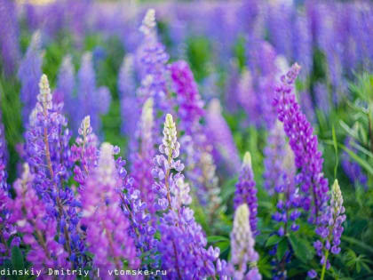 Сибирский прованс: фиолетовые поля люпинов зацвели в Томске