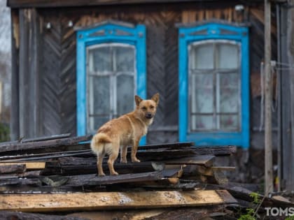 Зоозащитники Томска выступили против поправок в ФЗ об ответственном обращении с животными