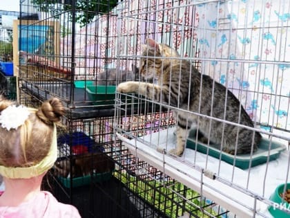 Выставка-раздача щенков и котят пройдет в томском музее 16 июля
