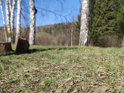 Уже 82 жителя Томской области пострадали от присасывания клещей