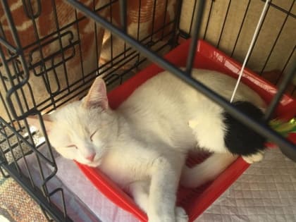 Томичей приглашают на ярмарку-раздачу кошек с чаем и ароматным мёдом