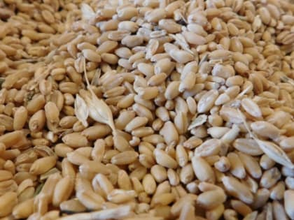 В Томской области аграрии не могут продать прошлогоднее зерно