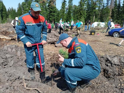 В Томской области стартовала международная акция «Сад памяти»