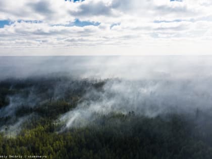 Лес горит в трех районах Томской области