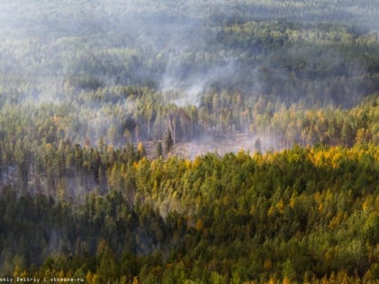 Лес горит на площади более 445 га в Томской области