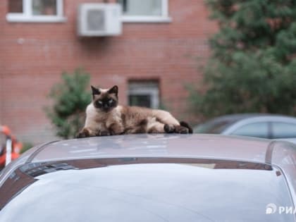 Понедельник в Томске будет теплым, без существенных осадков