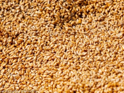 Объем производства в томском агропроме вырос на 4 млрд руб