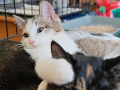 Благотворительная ярмарка-раздача животных пройдет в Томске