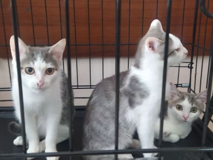 Котенка в каждый дом