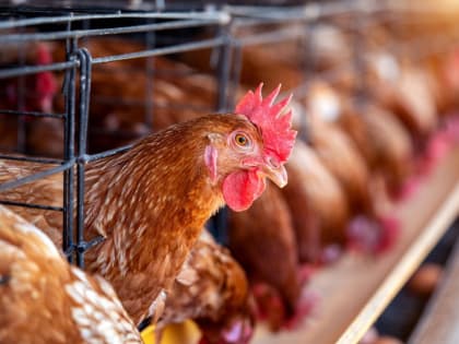 Китай возобновил экспорт продукции птицеводства из Томской области