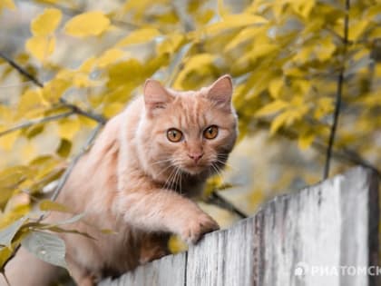 Суббота в Томске ожидается прохладной, вероятен дождь
