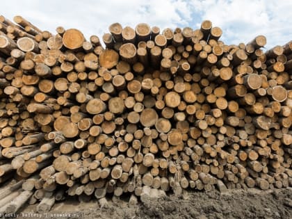 Более 480 тыс кубов лесоматериалов вывезли из Томской области за рубеж с начала года
