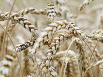 Минсельхоз: Россия идет на рекорд по экспорту зерновых