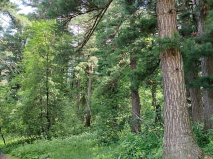 Спасатели достали пьяного томича из погреба в лесном массиве