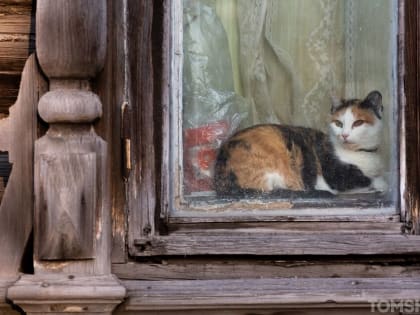1 апреля в стенах Российско-немецкого дома пройдет благотворительная раздача кошек