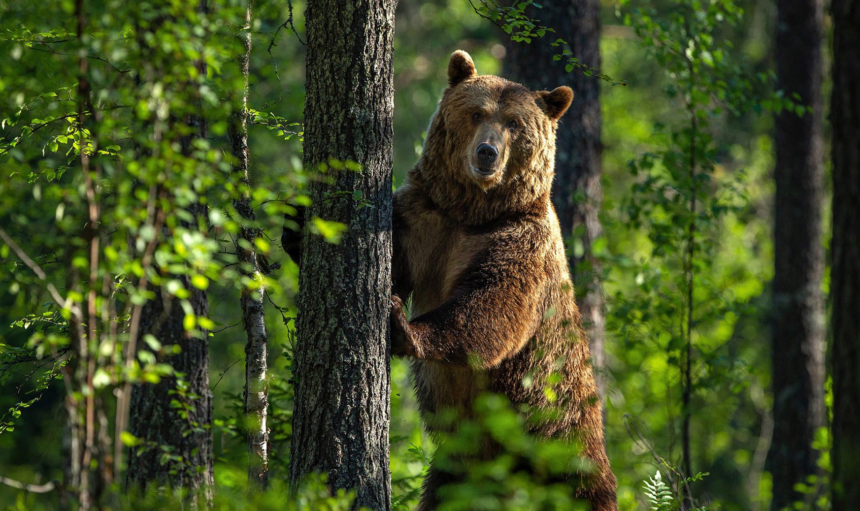 Медвежата в лесу картинки