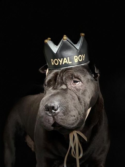 Royal Boy