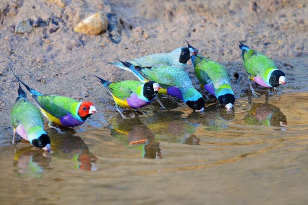 Do Male Finches Help with Raising Chicks?