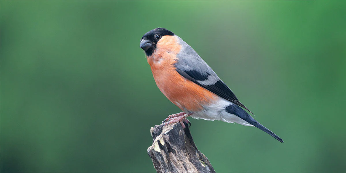 Dangerous Foods You Should Never Feed Finches