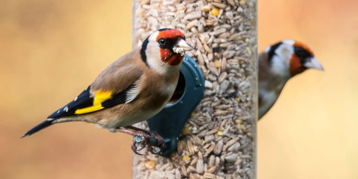 Should You Separate Finch Parents from Babies?