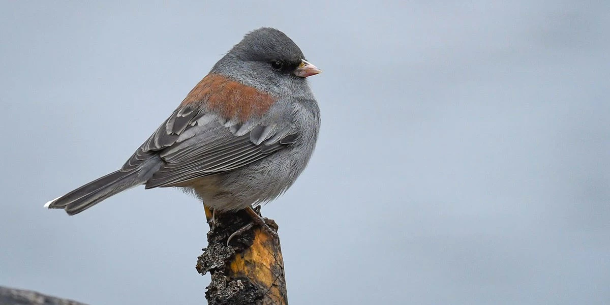 5 Seasonal Diet Changes Your Finch May Need