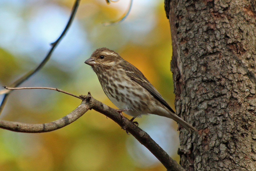 Bengalese Finch: The Best Finch for Breeders?