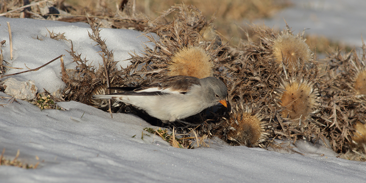 Natural Perches vs. Store-Bought: What's Best?