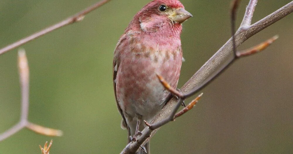 The Fascinating Migration Patterns of Wild Finches