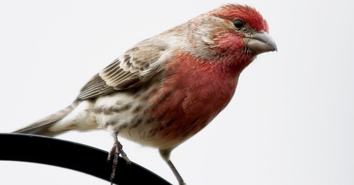 How Finch Species Adapt to Different Climates