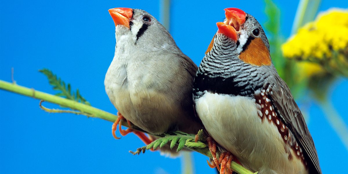 How to Properly Care for Your Finch at Home