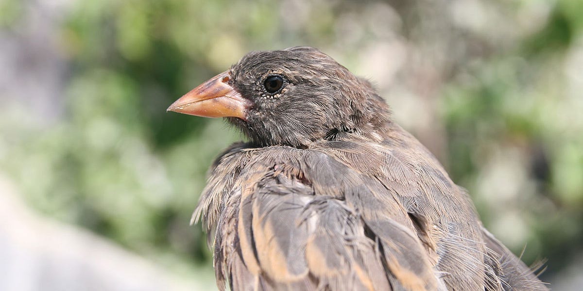 Can You Mix Different Finch Species in One Cage?
