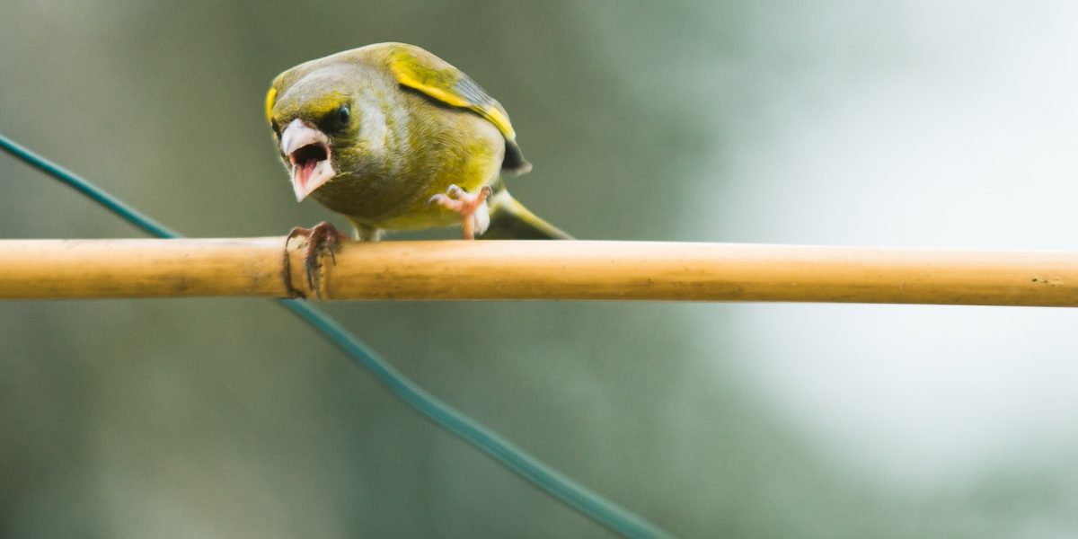 Setting Up the Perfect Finch Cage