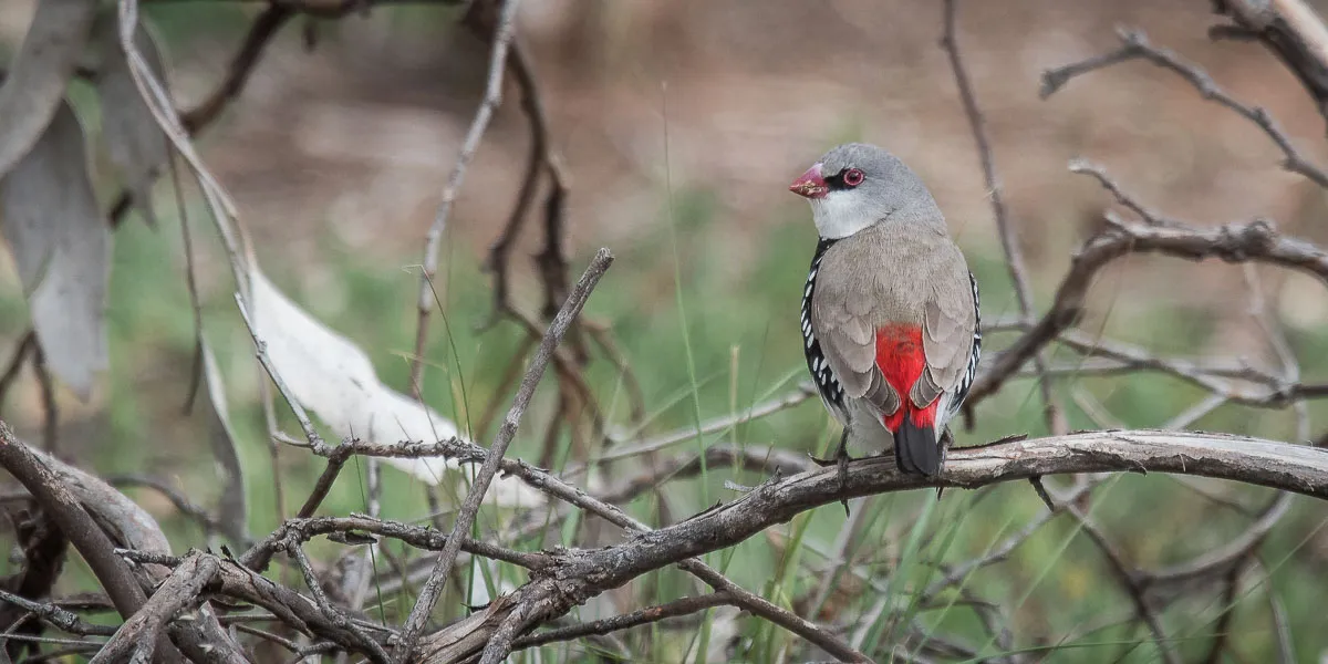 Gouldian Finches: Care, Colors, and Personality