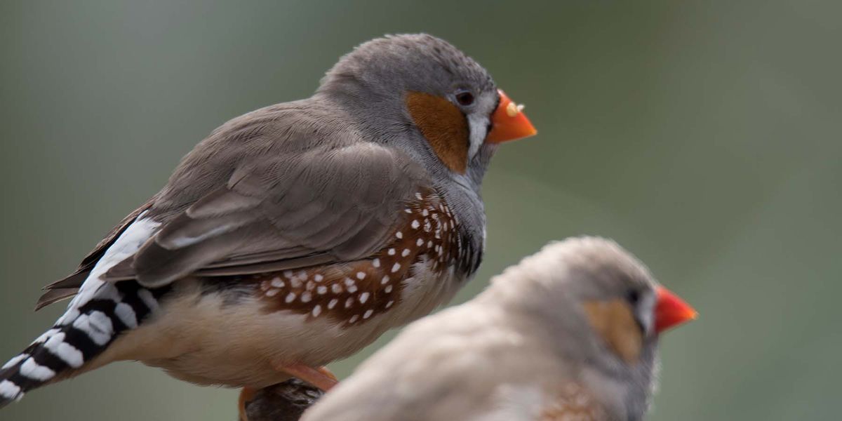 Meet the Zebra Finch: The Most Popular Pet Finch