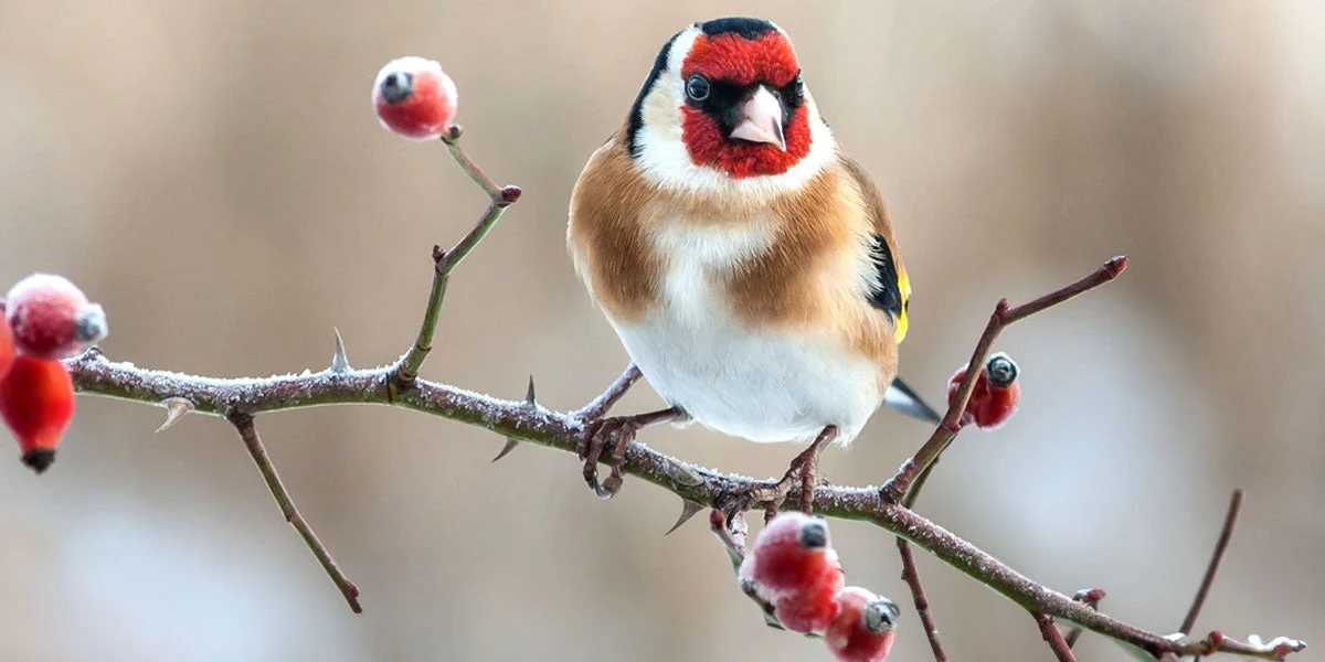 What Do Finches Eat in the Wild vs. in Captivity?