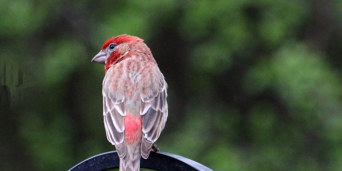 Can Wild Finches Be Kept as Pets?