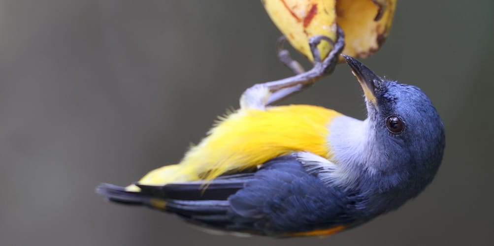 How to Identify Finch Species by Their Song