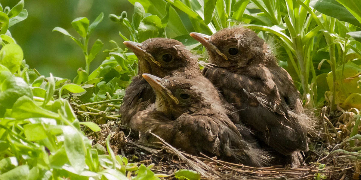 Hand-Raising Finch Chicks: Step-by-Step