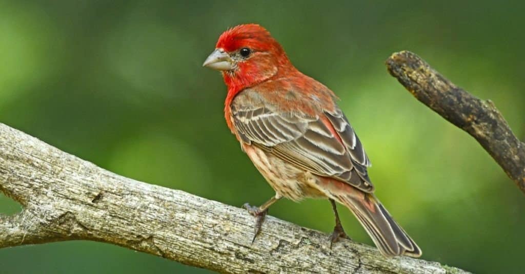 10 Color Mutations You Can Spot in Finches