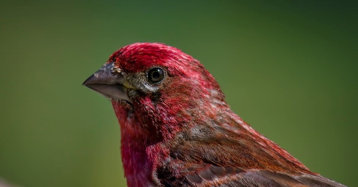 Finch Hybrids: Is Crossbreeding Ethical?