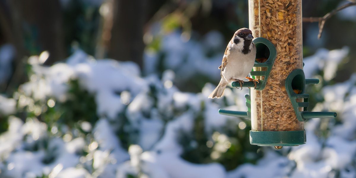Best Fruits and Veggies for Finches